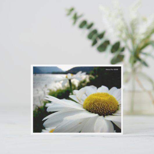 Makro Daisy by River Postcard Postkarte (Stehend Vorderseite)