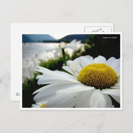 Makro Daisy by River Postcard Postkarte (Vorne/Hinten)
