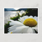 Makro Daisy by River Postcard Postkarte (Vorderseite)