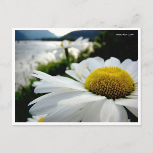 Makro Daisy by River Postcard Postkarte (Vorderseite)