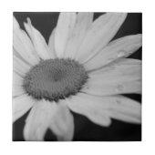 Makro Daisy Schwarz-Weiß-Blume Fliese (Vorderseite)
