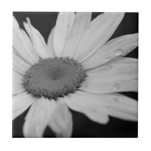 Makro Daisy Schwarz-Weiß-Blume Fliese (Vorderseite)