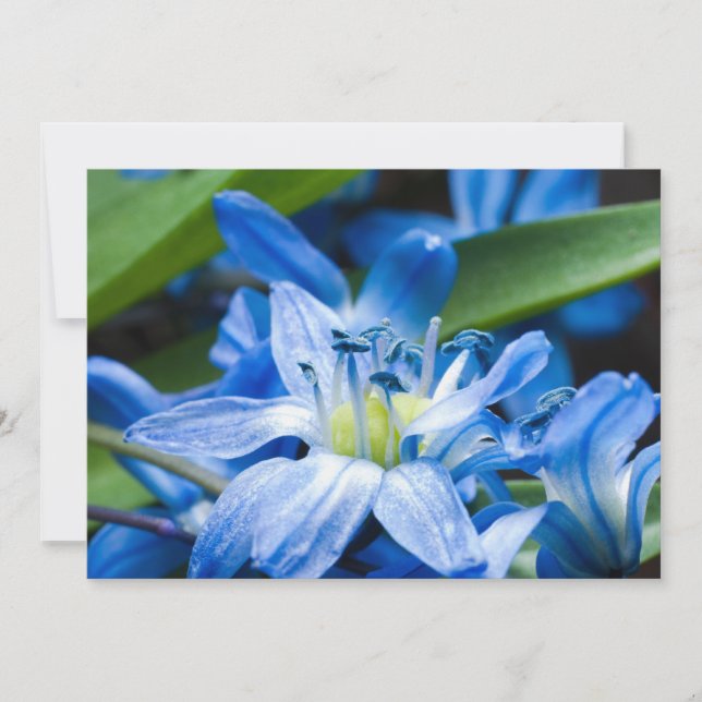 Makro der blauen Schneefall-Blume (Vorderseite)