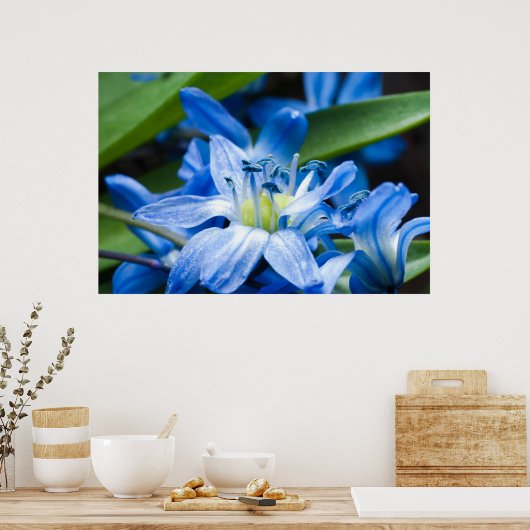 Makro der blauen Schneefall-Blume Poster (Küche)