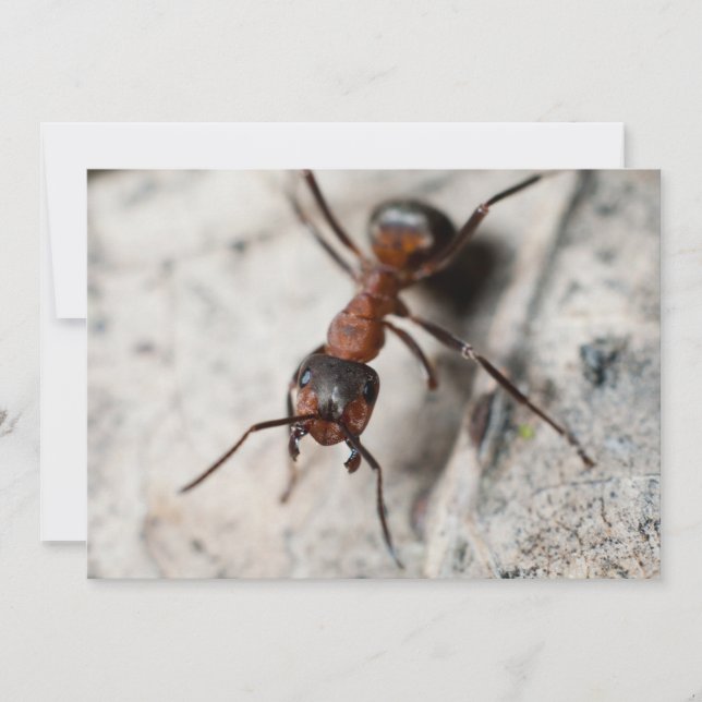 Makro der roten Ameise (Vorderseite)