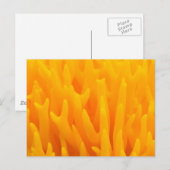 Makro des Pilzes Postkarte (Vorne/Hinten)