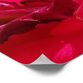 Makro-Dying-Rote Rose Poster (Ecke)