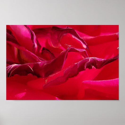 Makro-Dying-Rote Rose Poster (Vorne)