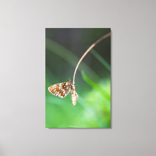 Makro eines Schmetterling Boloria euphrosyne an Leinwanddruck