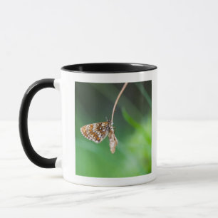 Makro eines Schmetterling Boloria euphrosyne an Tasse
