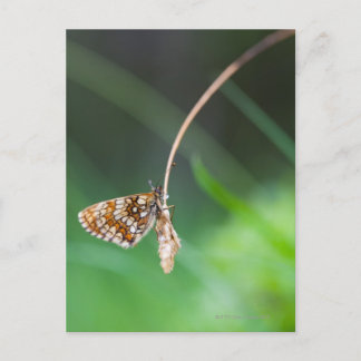 Makro eines Schmetterlings- Boloria-Euphrosyndrom  Postkarte