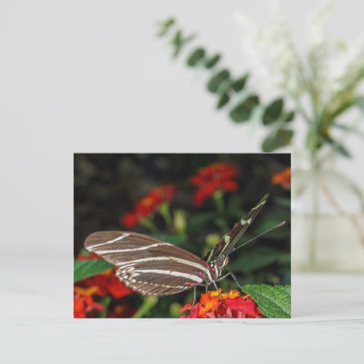 Makro eines Zebra-Langschwinger-Schmetterlings Postkarte (Stehend Vorderseite)