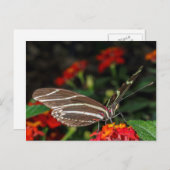 Makro eines Zebra-Langschwinger-Schmetterlings Postkarte (Vorne/Hinten)
