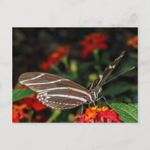 Makro eines Zebra-Langschwinger-Schmetterlings Postkarte