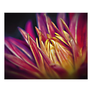 Makro-Foto-Blume Fotodruck