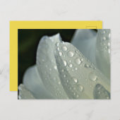 Makro-Foto-Blume Postkarte (Vorne/Hinten)