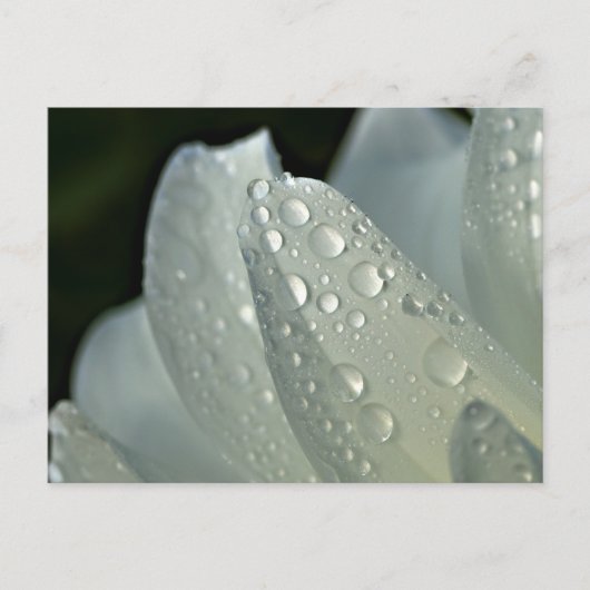 Makro-Foto-Blume Postkarte (Vorderseite)