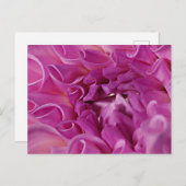 Makro-Foto-Blume Postkarte (Vorne/Hinten)