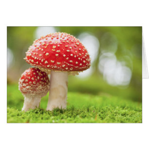 Makro-Foto der Amanita-Muskaria im Wald