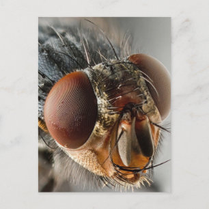 Makro-Foto einer Fliege Postkarte