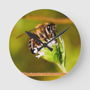 Makro-Foto einer Honigbiene Runde Wanduhr