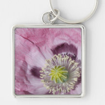 Makro-Foto lila Leidenschaft Blume -