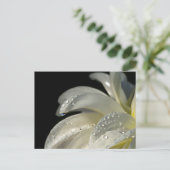 Makro-Foto-weiße Blume Postkarte (Stehend Vorderseite)