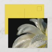 Makro-Foto-weiße Blume Postkarte (Vorne/Hinten)