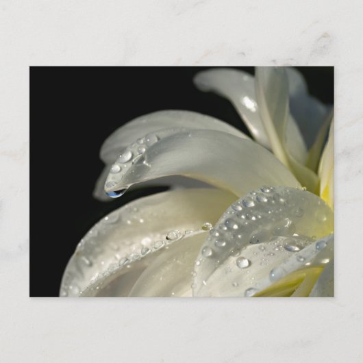 Makro-Foto-weiße Blume Postkarte (Vorderseite)