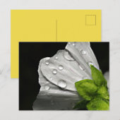Makro-Foto-weiße Blume Postkarte (Vorne/Hinten)