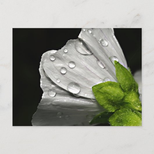 Makro-Foto-weiße Blume Postkarte (Vorderseite)