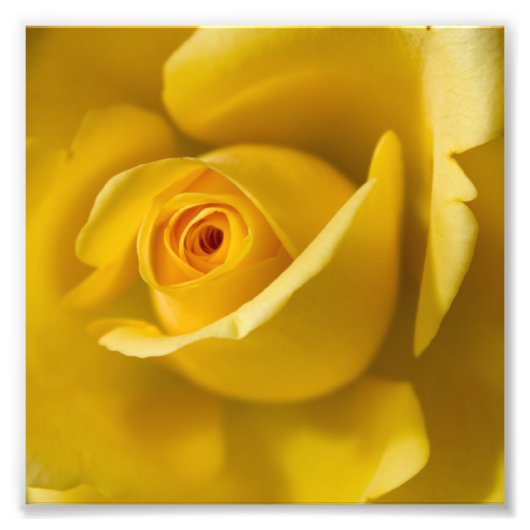Makro-Gelbe Rose Fotodruck (Vorne)