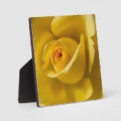 Makro-Gelbe Rose Fotoplatte (Vorderseite)