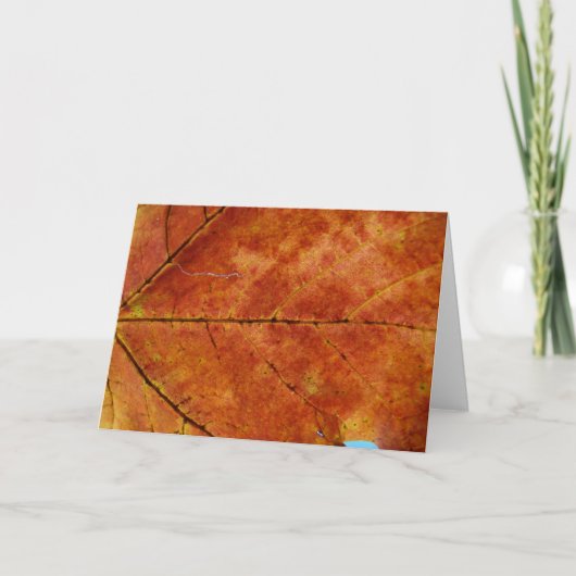 Makro Herbstleaf-Foto Karte (Vorderseite)