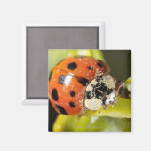 Makro; horizontal; Farbe; Farbe; Niemand 2 Magnet (Vorderseite/Rückseite)