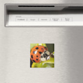 Makro; horizontal; Farbe; Farbe; Niemand 2 Magnet (In Situ (Geschirrspüler))