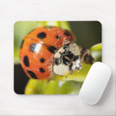 Makro; horizontal; Farbe; Farbe; Niemand 2 Mousepad (Mit Mouse)