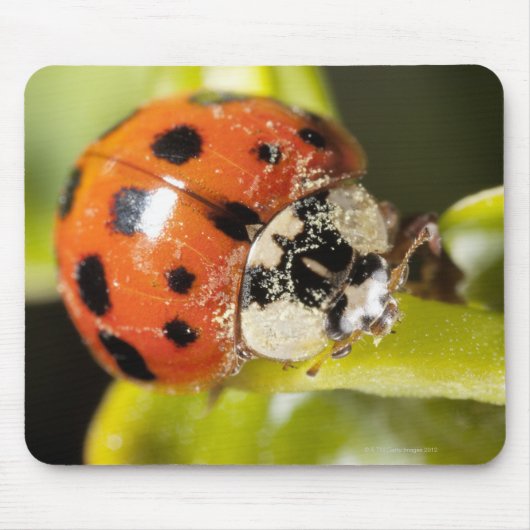 Makro; horizontal; Farbe; Farbe; Niemand 2 Mousepad (Vorne)