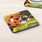 Makro; Horizontal; Farbe; Farbe; Niemand 2 Untersetzer (Linke Seite)