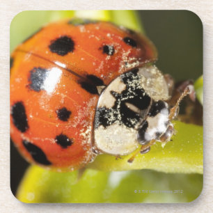 Makro; Horizontal; Farbe; Farbe; Niemand 2 Untersetzer