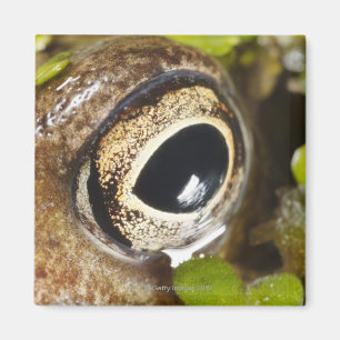 Makro; Horizontal; Farbe; Farbe; Niemand Magnet