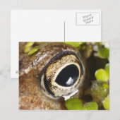Makro; Horizontal; Farbe; Farbe; Niemand Postkarte (Vorne/Hinten)