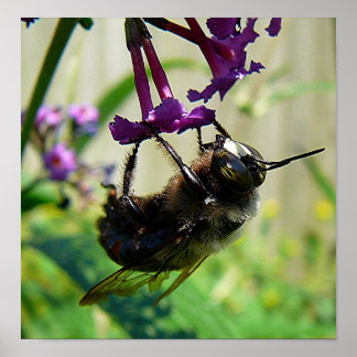 Makro "Hummel" Poster