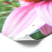 Makro Lila Tiefkühler Echinacea Nah-up Fotodruck (Ecke)