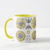 Makro-Meereslebewesen Amoeba Tasse (Links)