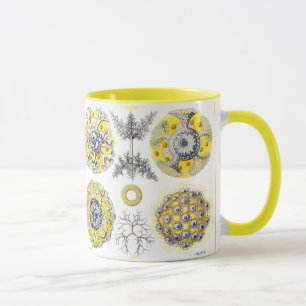 Makro-Meereslebewesen Amoeba Tasse