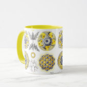 Makro-Meereslebewesen Amoeba Tasse (Vorderseite Links)