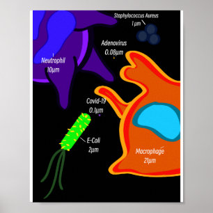 Makro Mikrobiologie Poster