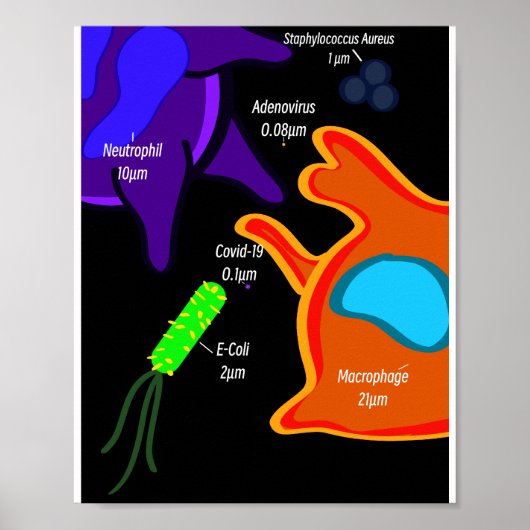 Makro Mikrobiologie Poster (Vorne)