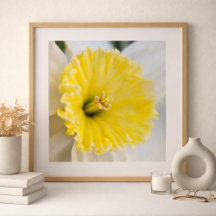 Makro Nahaufnahme Gelbe Narzissenblumen-Fotografie